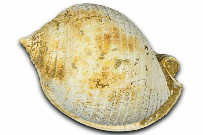 Miocene Fossil Sea Snail (Semicassis) Shell - France #365498
